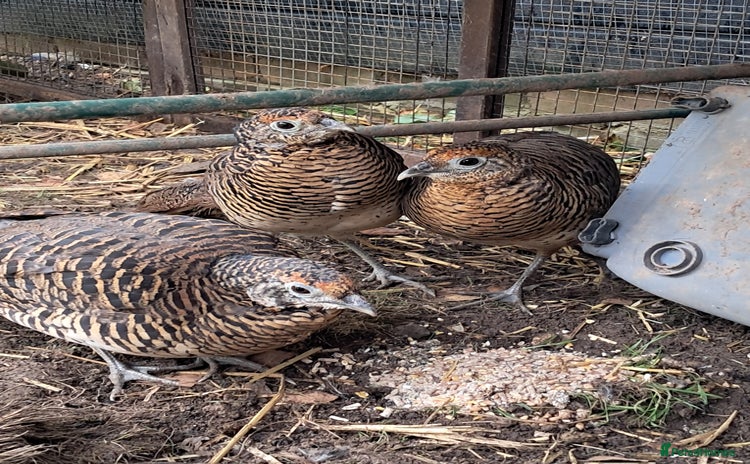 Pheasants poultry - Advert 13