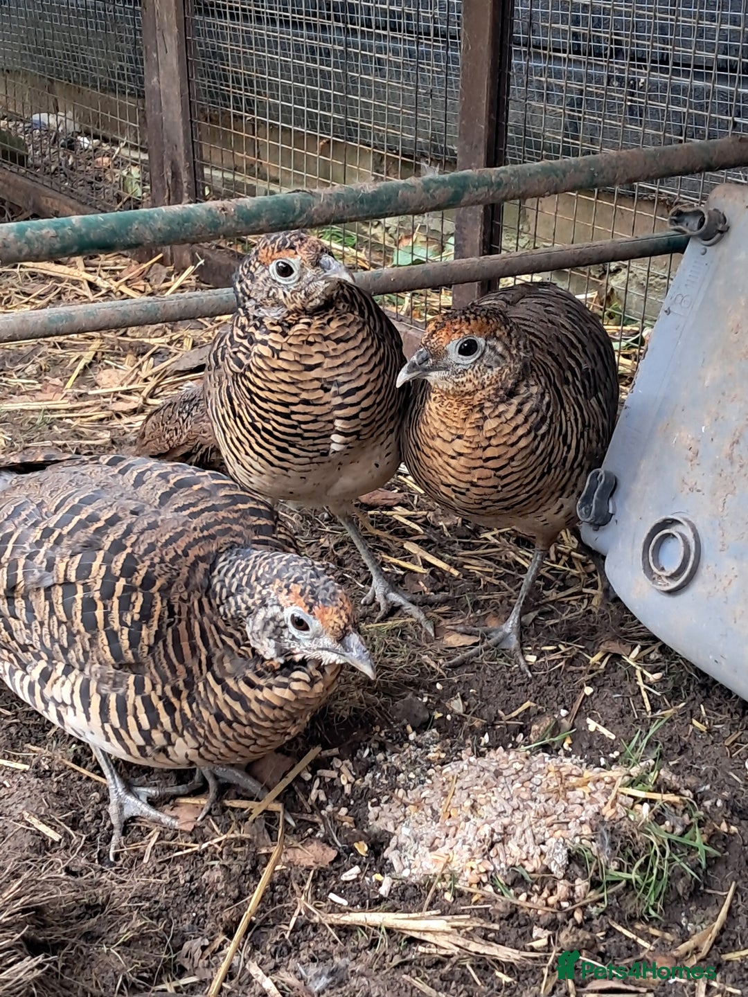 Pheasants poultry for sale: lady amherst pheasant  - Image 1