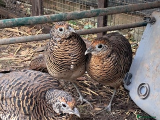 Pheasants poultry - Advert 4