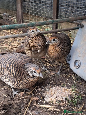 Pheasants poultry - Advert 1