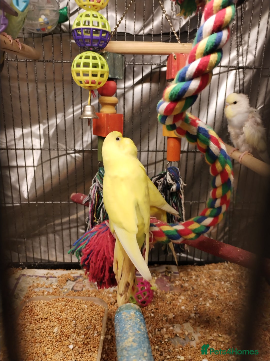 Budgerigars birds for sale: Beautiful baby budgies  - Advert 5