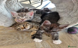 Mixed Breed cats for sale: 5 Beautiful Kittens - Image 1
