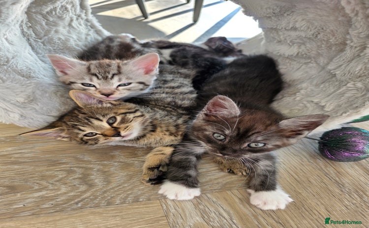 Mixed Breed cats - Advert 2