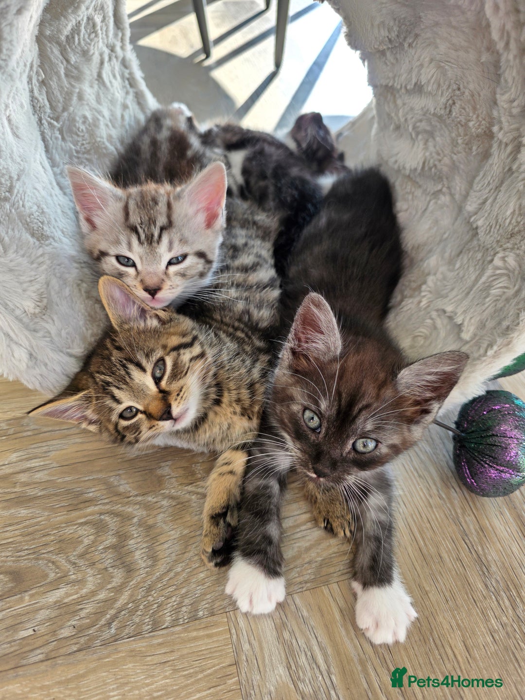 Mixed Breed cats for sale: 5 Beautiful Kittens - Image 1