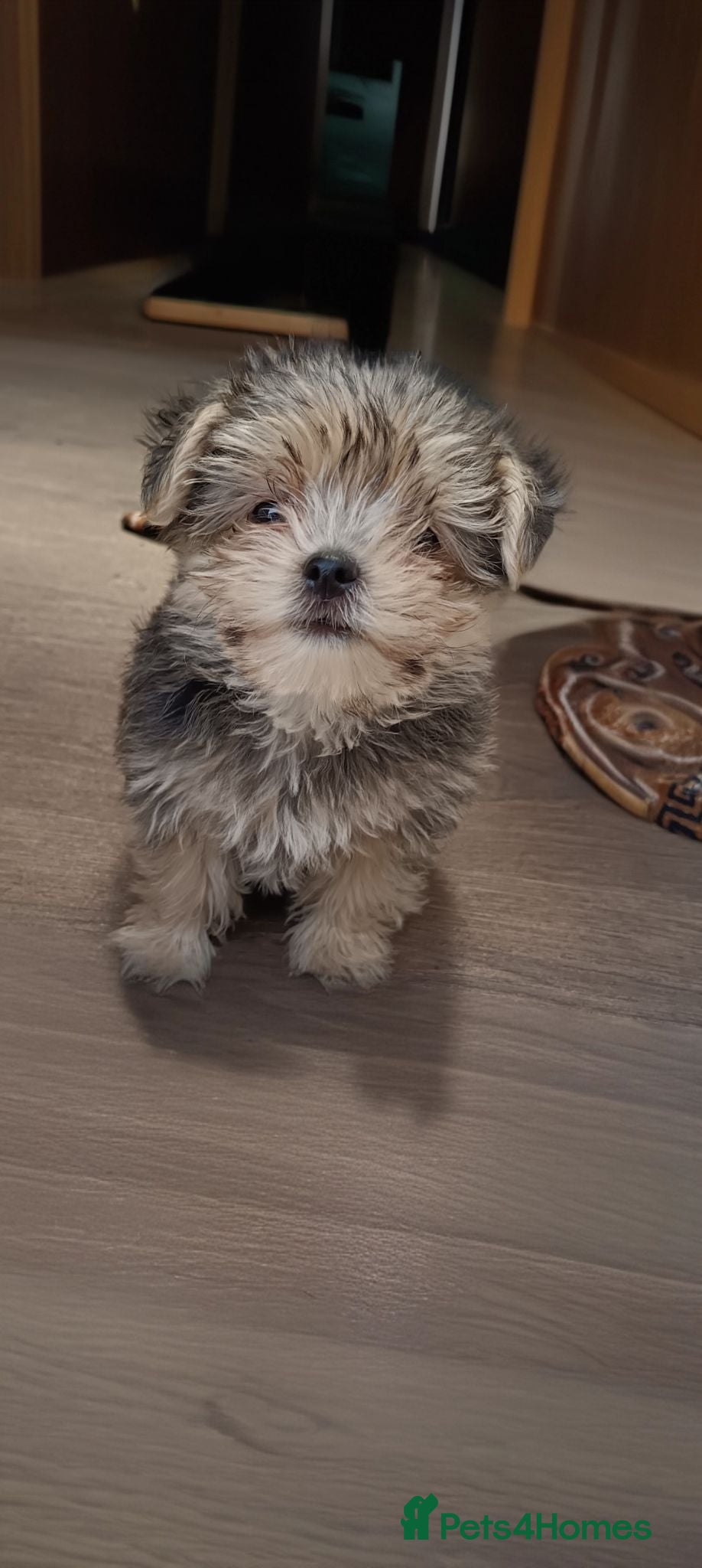 Morkie dogs Puppies  - Advert 16