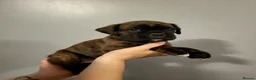 Boxer dogs for sale:  Beautiful Bobtail/ tailed boxer puppy - Advert 10