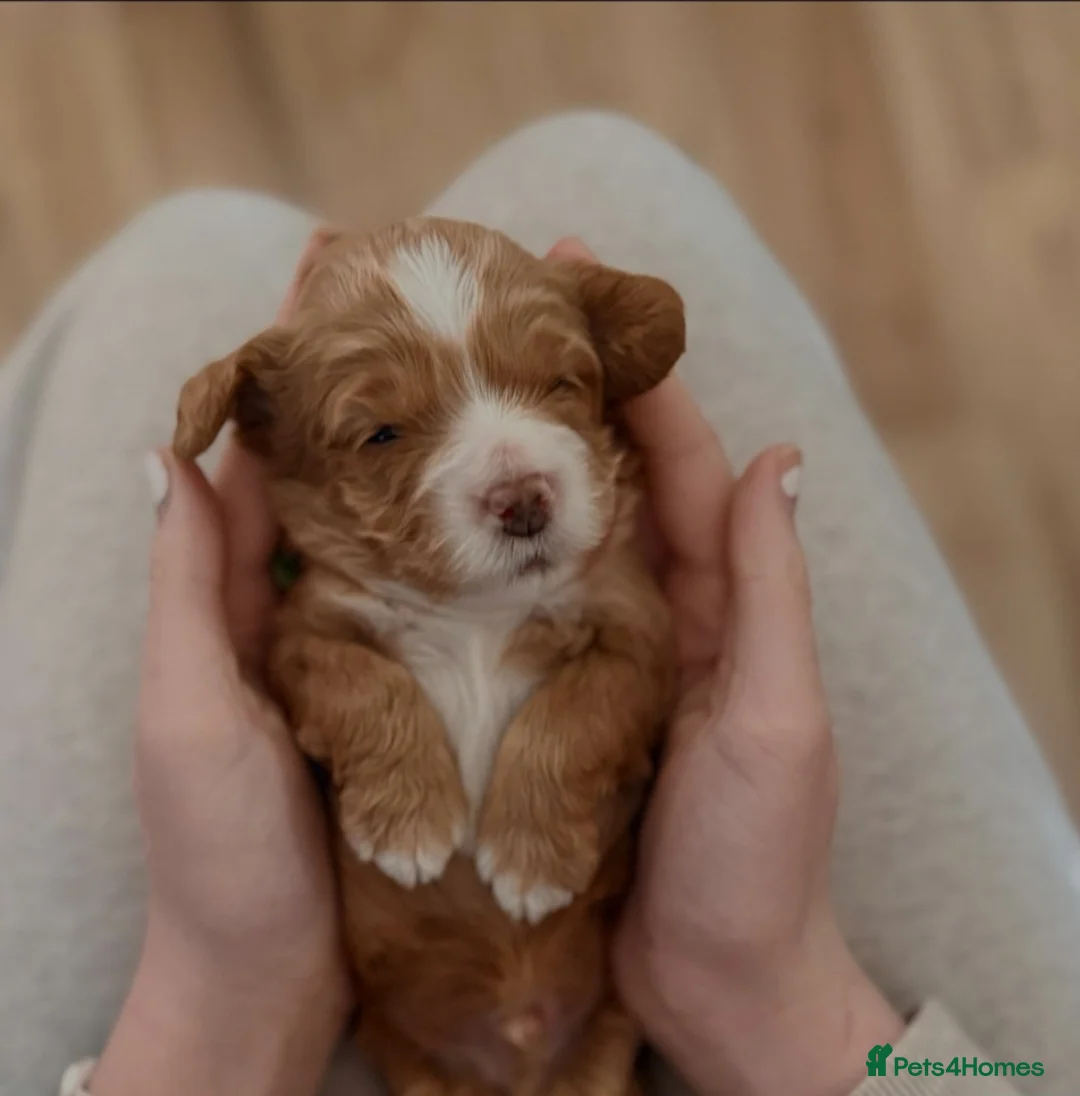 Cockapoo dogs for sale: Cockapoo puppies for sale - Advert 2