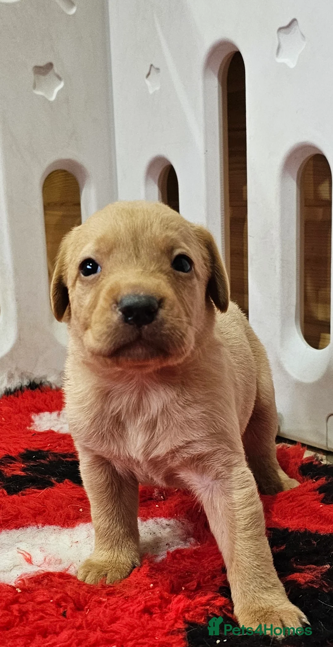 Labrador Retriever dogs for sale: 7 BEAUTIFUL KCREG LABRADORS. HEALTH TESTED PARENTS - Advert 17