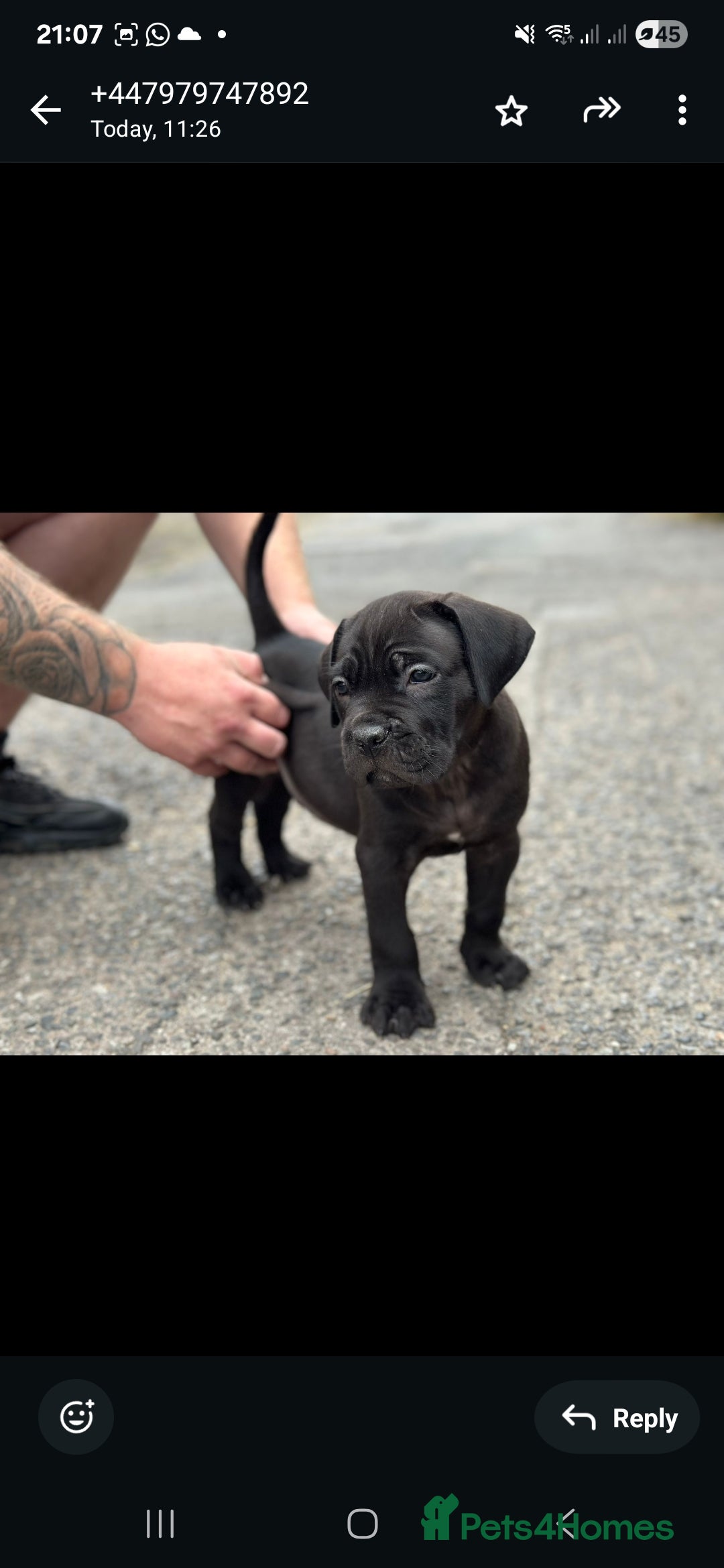 Cane Corso dogs for sale: Last 3 of the 10 cane cane corso puppys left  - Image 21