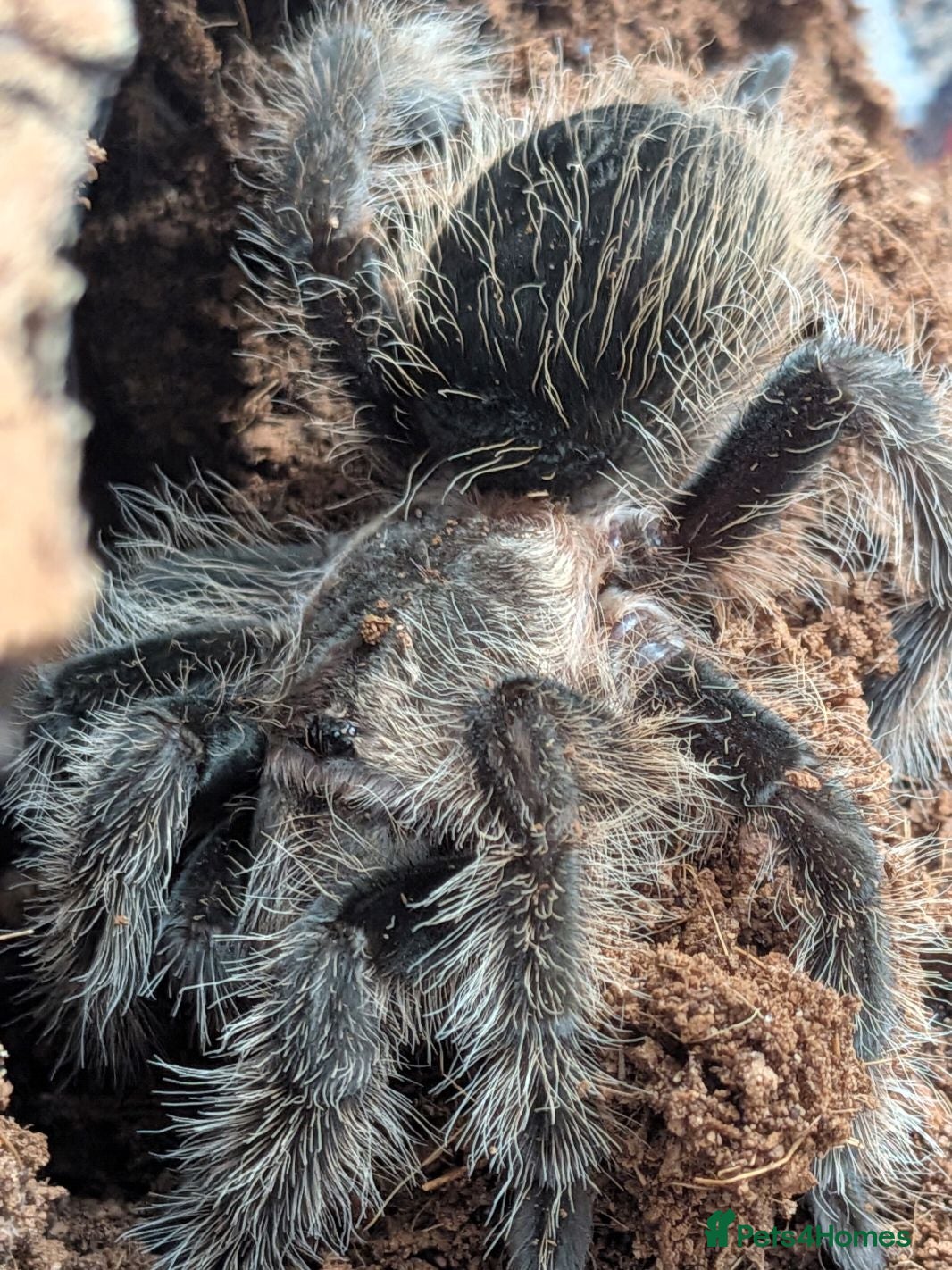 Tarantulas invertebrates Various Tarantulas (read description)  - Advert 2