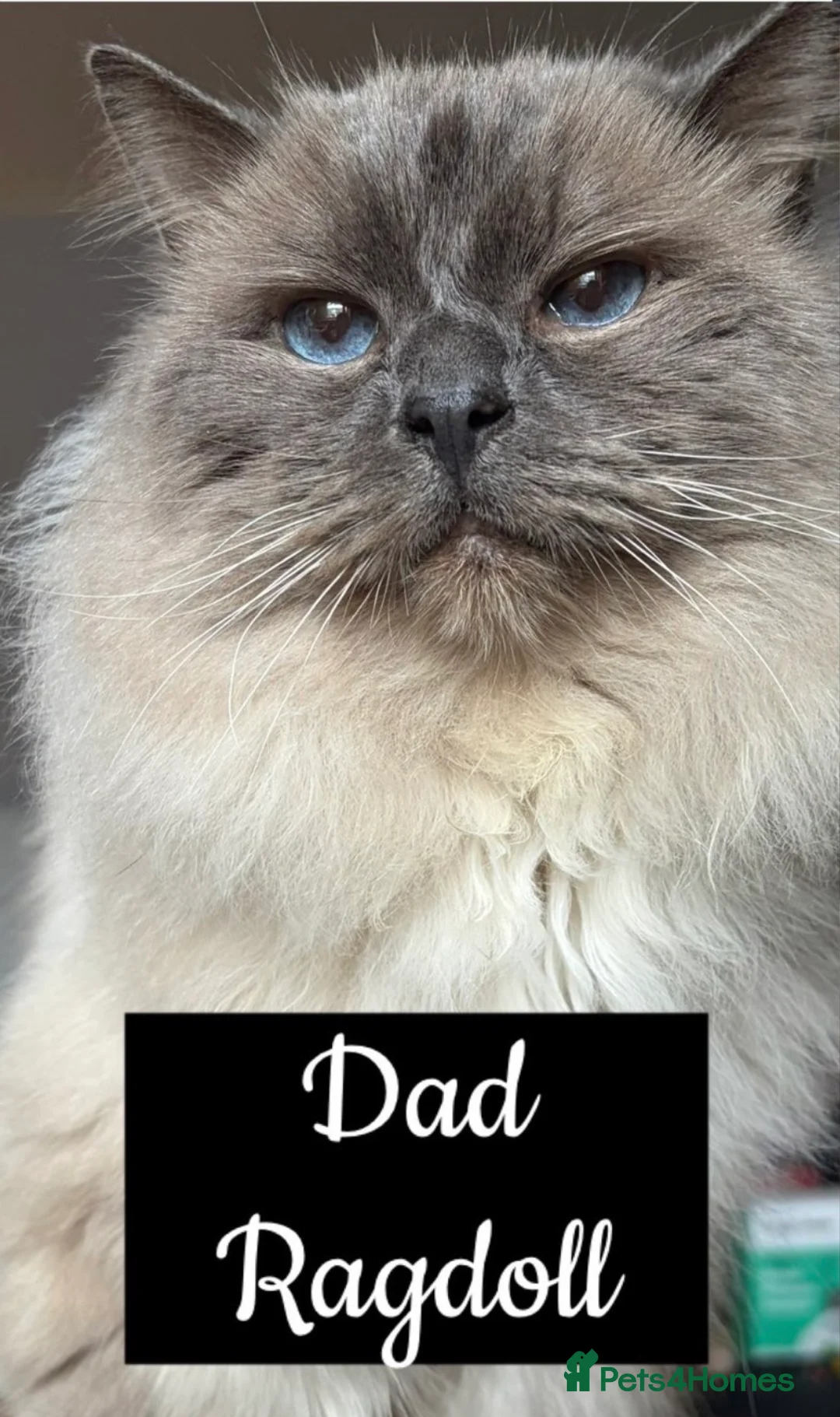 Mixed Breed cats for sale: Ragdoll x DSH kitten male - Advert 2