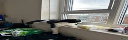 Mixed Breed cats for sale: x2 Adult Cats for Rehoming Male+Female (Together) - Advert 7