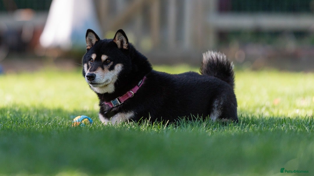 Japanese Shiba Inu dogs for sale: 	“Shiba Inu Puppies – Champion Pedigree, DNA Clear - Image 8