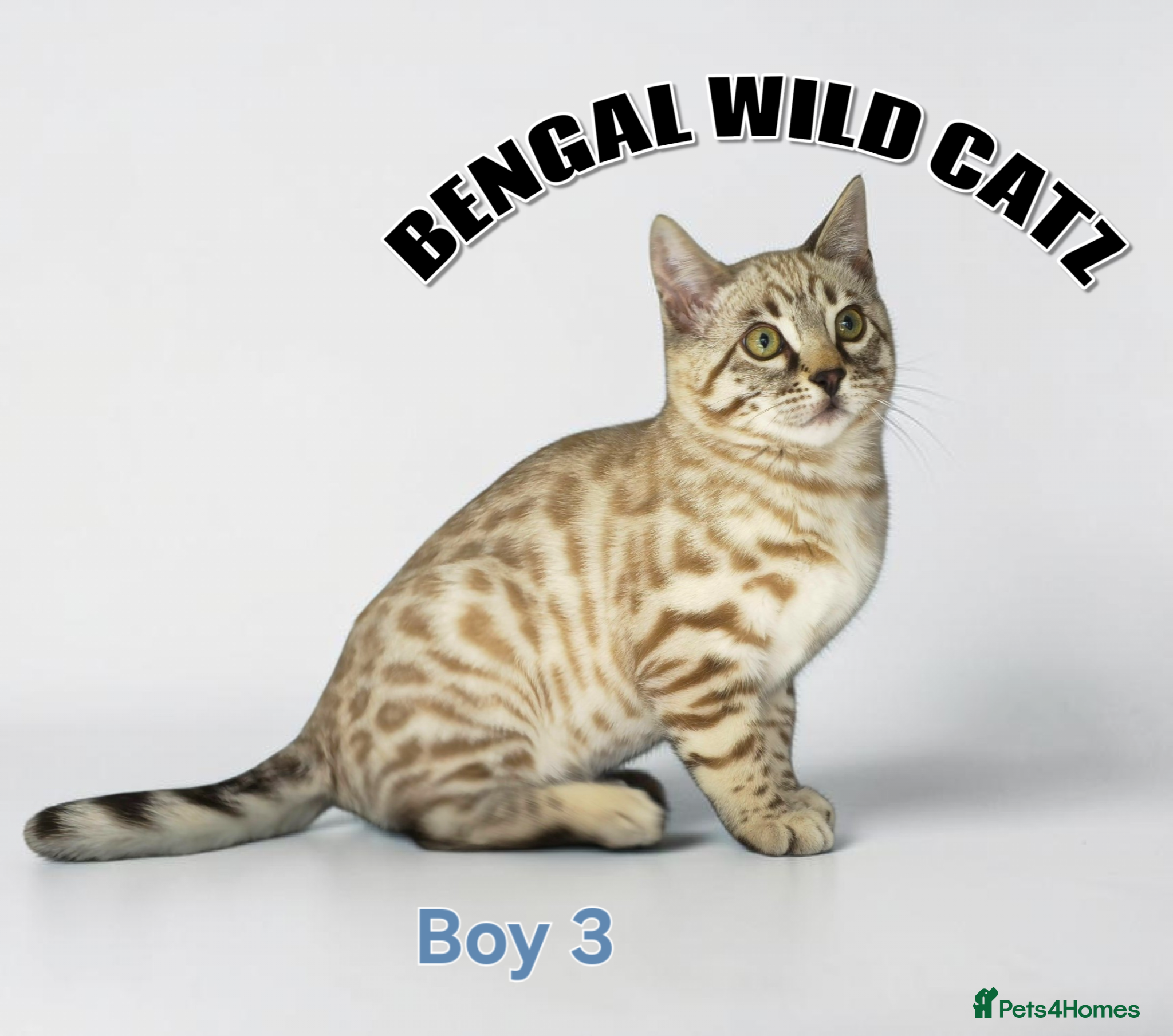 Bengal cats for sale: 4 bengal boys ready to leave now - Advert 7