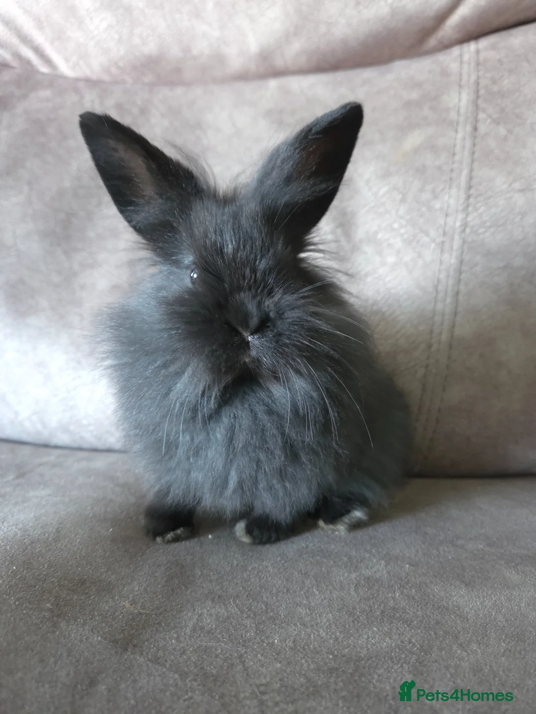 Mini Lion Lop rabbits for sale: 8 weeks old mini lion lop doe ☆☆ready now - Advert 1