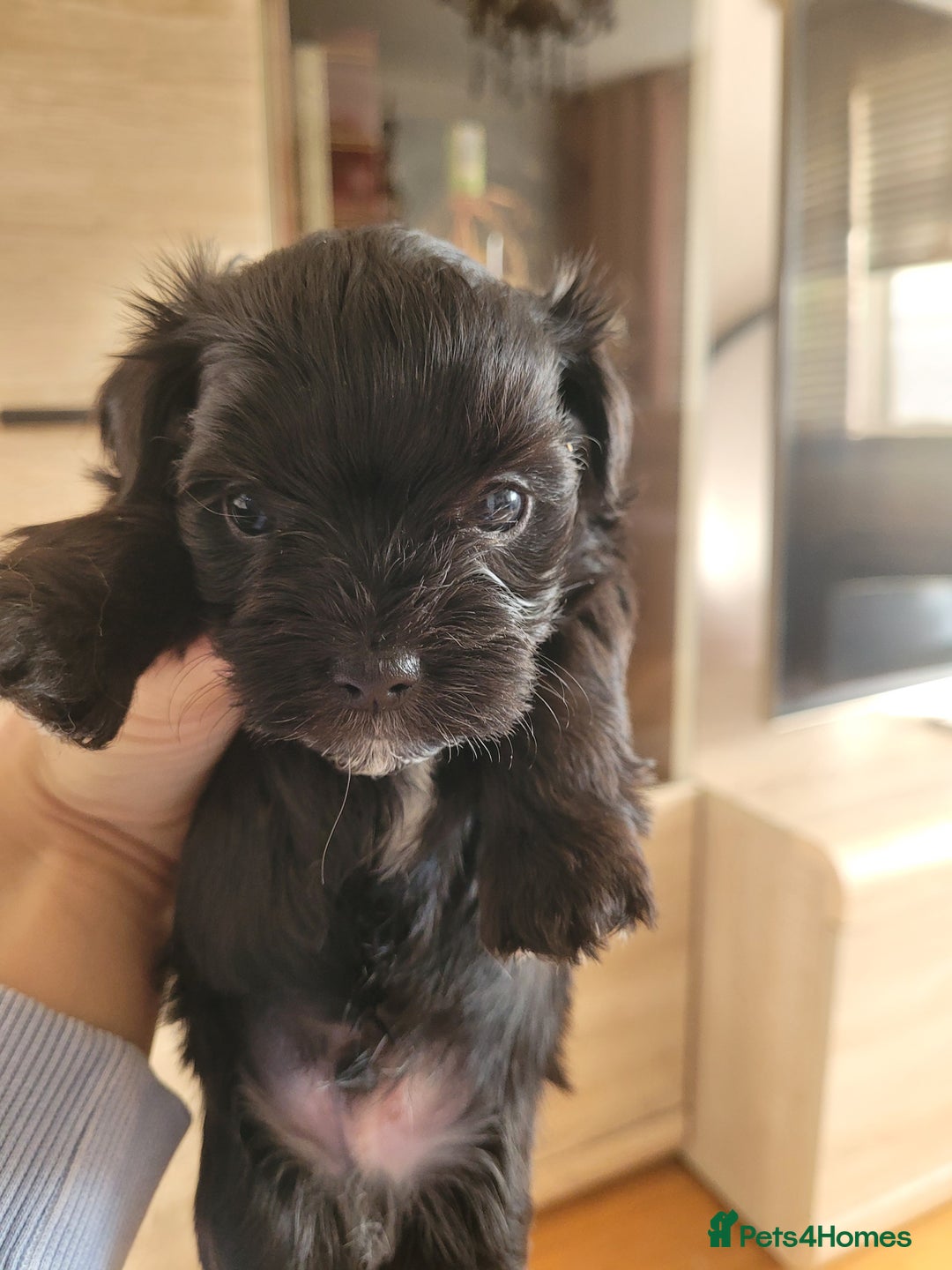 Morkie dogs for sale: Morkie little boy  - Advert 4