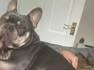 French Bulldog dogs 2yo French Bulldog – Only Pet Home Needed - Advert 3