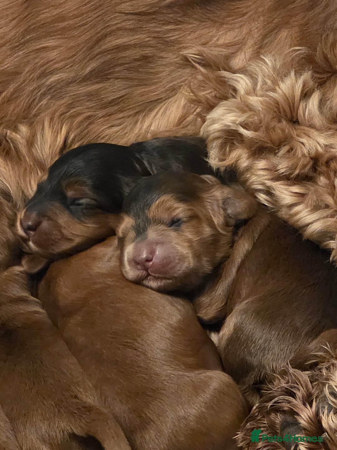 Cockapoo dogs for sale: Beautiful F1 Cockapoo Puppies - Advert 6