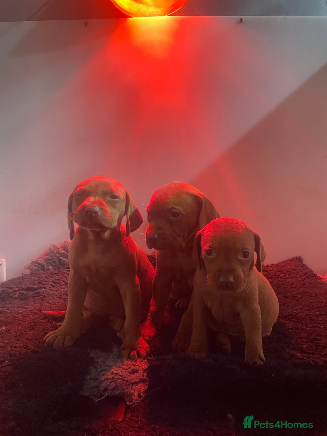 Hungarian Vizsla dogs for sale: 1 male KC registered Hungarian Vizla for sale  - Advert 4