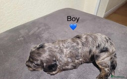 Cavapoo dogs for sale: Health tested cavapoos ready 8th december - Image 5