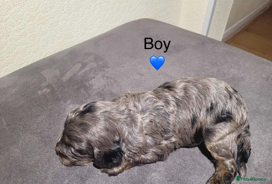 Cavapoo dogs for sale: Health tested cavapoos ready 8th december - Image 5