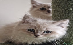 Siberian cats for sale: Blue Eyed Siberian Blue Point Kittens - Image 3