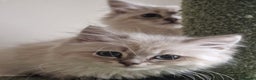Siberian cats for sale: Blue Eyed Siberian Blue Point Kittens - Advert 8