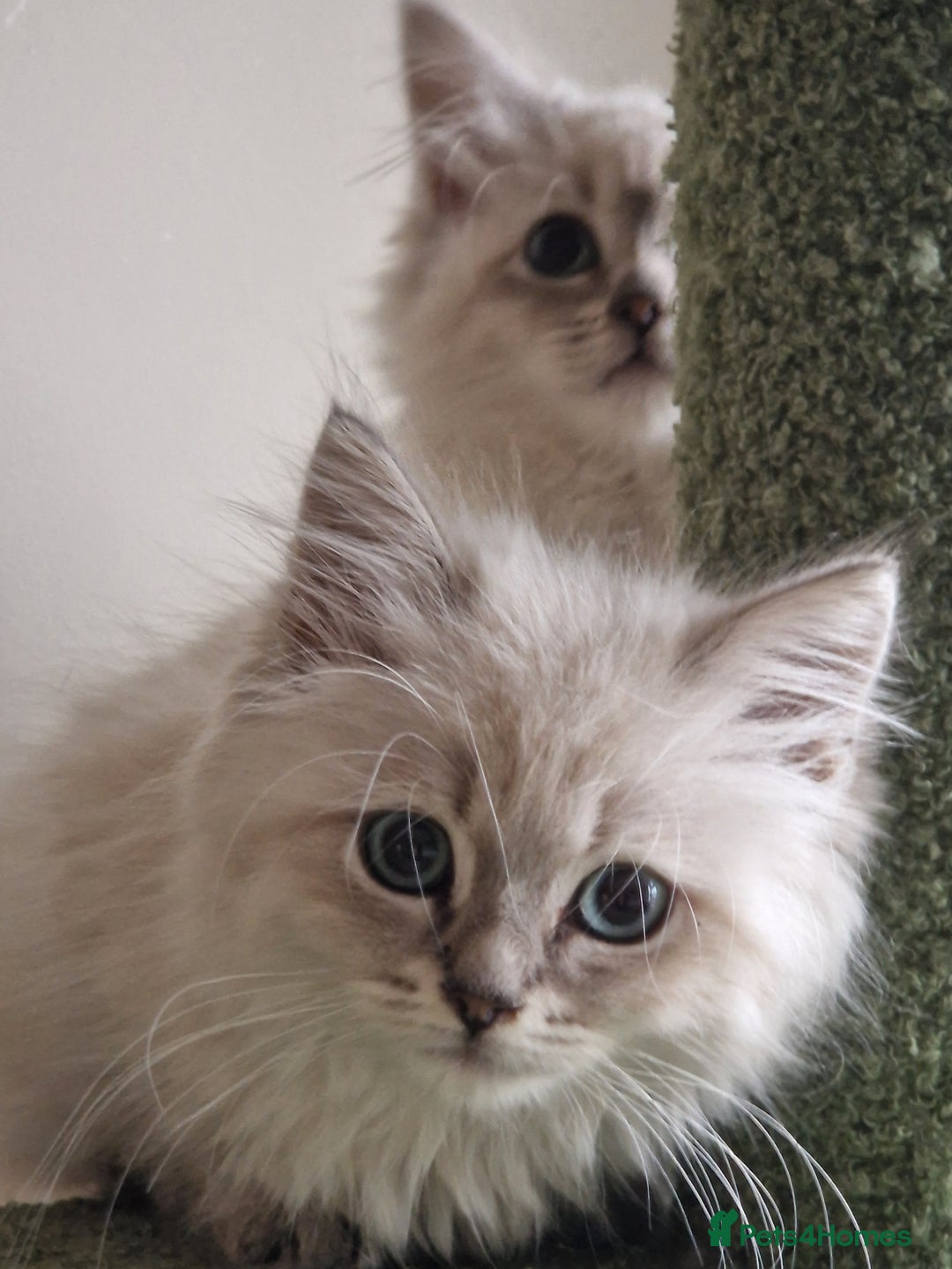 Siberian cats for sale: Blue Eyed Siberian Blue Point Kittens - Image 3