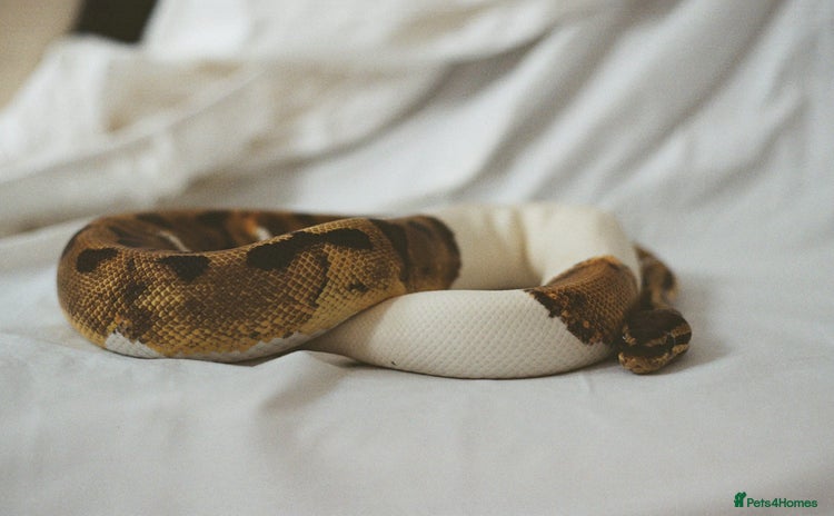 Python Snake reptiles - Advert 1
