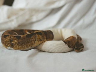 Python Snake reptiles - Advert 11