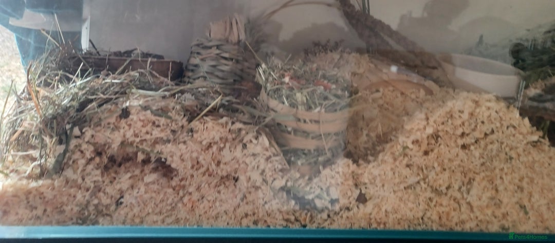 Hamster rodents for sale: Black male Syrian hamster and accessories  - Image 6