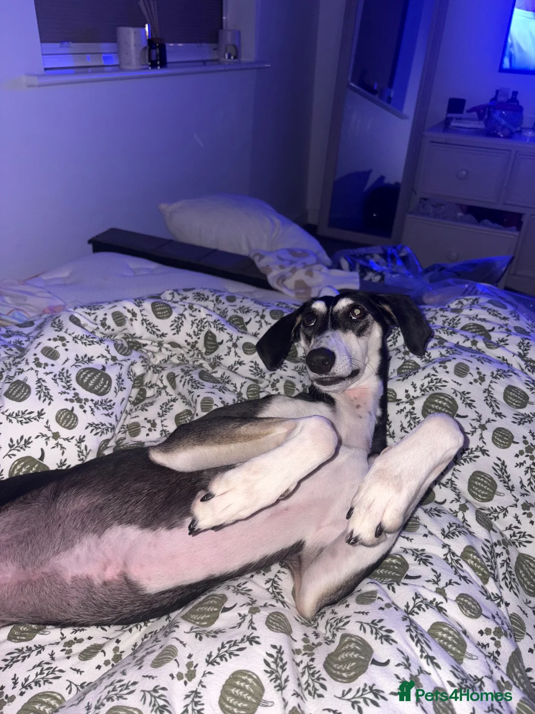 Mixed Breed dogs for sale: 2 year old saluki (Narla)  in Cambridge - Advert 1