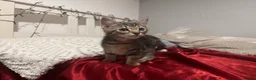 Mixed Breed cats for sale: Beautiful Male Kittens 🥰 in Dartford - Advert 11