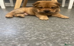 Shar Pei dogs for sale: Shar pei - Image 8