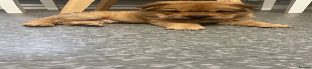 Shar Pei Puppy 5