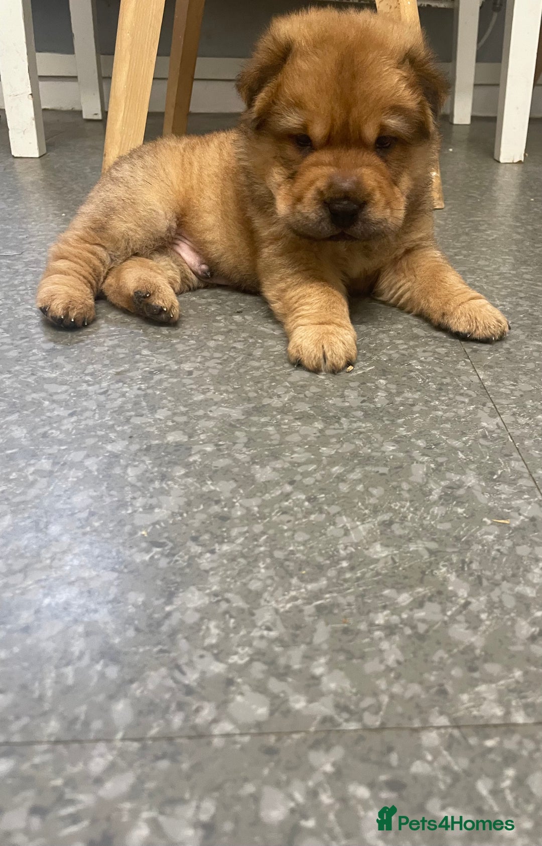 Shar Pei dogs for sale: Shar pei - Image 8
