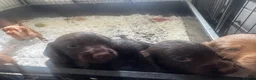 Cocker Spaniel dogs for sale: Working Cocker Spaniel Pups For Sale  - Advert 12