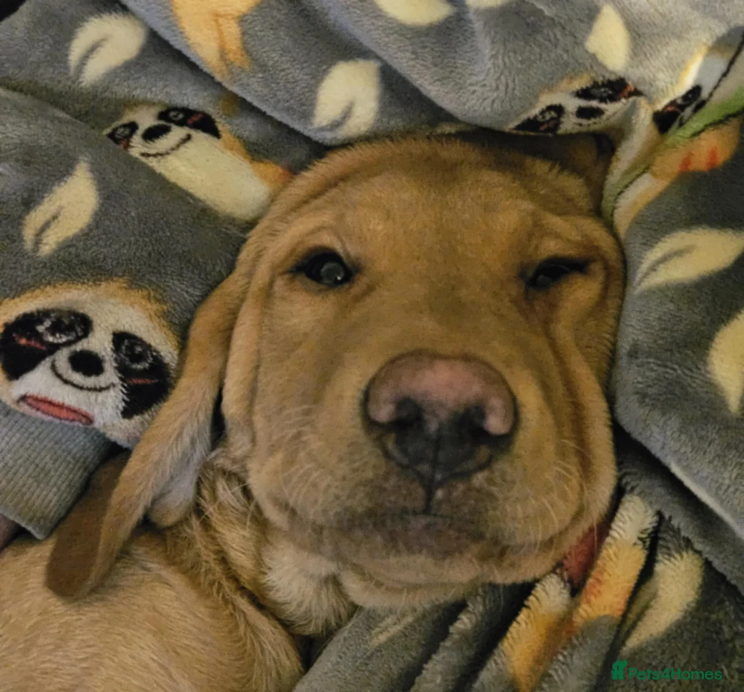 Goldador dogs for sale: 6 month lab for rehome - Advert 3