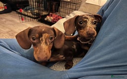Miniature Dachshund dogs for sale: 💛 Loving Dapple Miniature Dachshund Pair 💛 - Image 7