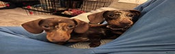 Miniature Dachshund dogs for sale: 💛 Loving Dapple Miniature Dachshund Pair 💛 - Advert 7