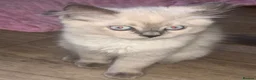 Mixed Breed cats for sale: blue eyed white fluffy cat in Cambridge - Advert 3