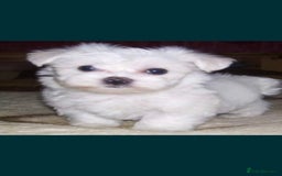 Maltese dogs for sale: Maltese - Image 6