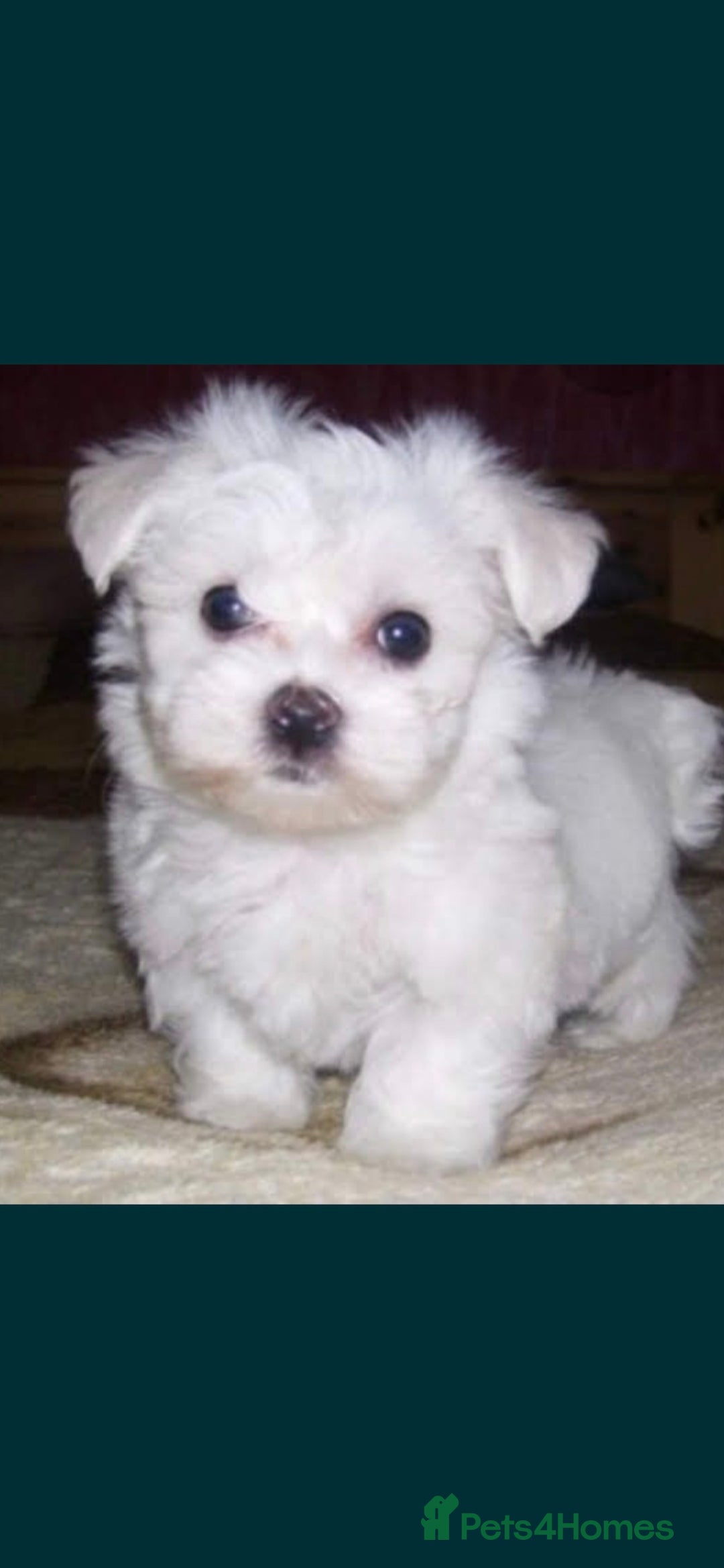 Maltese dogs for sale: Maltese - Image 6