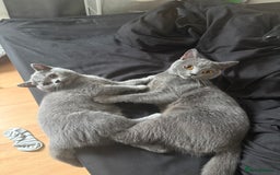British Shorthair cats for sale: British Shorthair Blue – 4-Month-Old Kitten - Advert 3