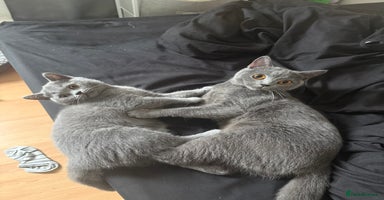 British Shorthair cats British Shorthair Blue – 4-Month-Old Kitten - Advert 7