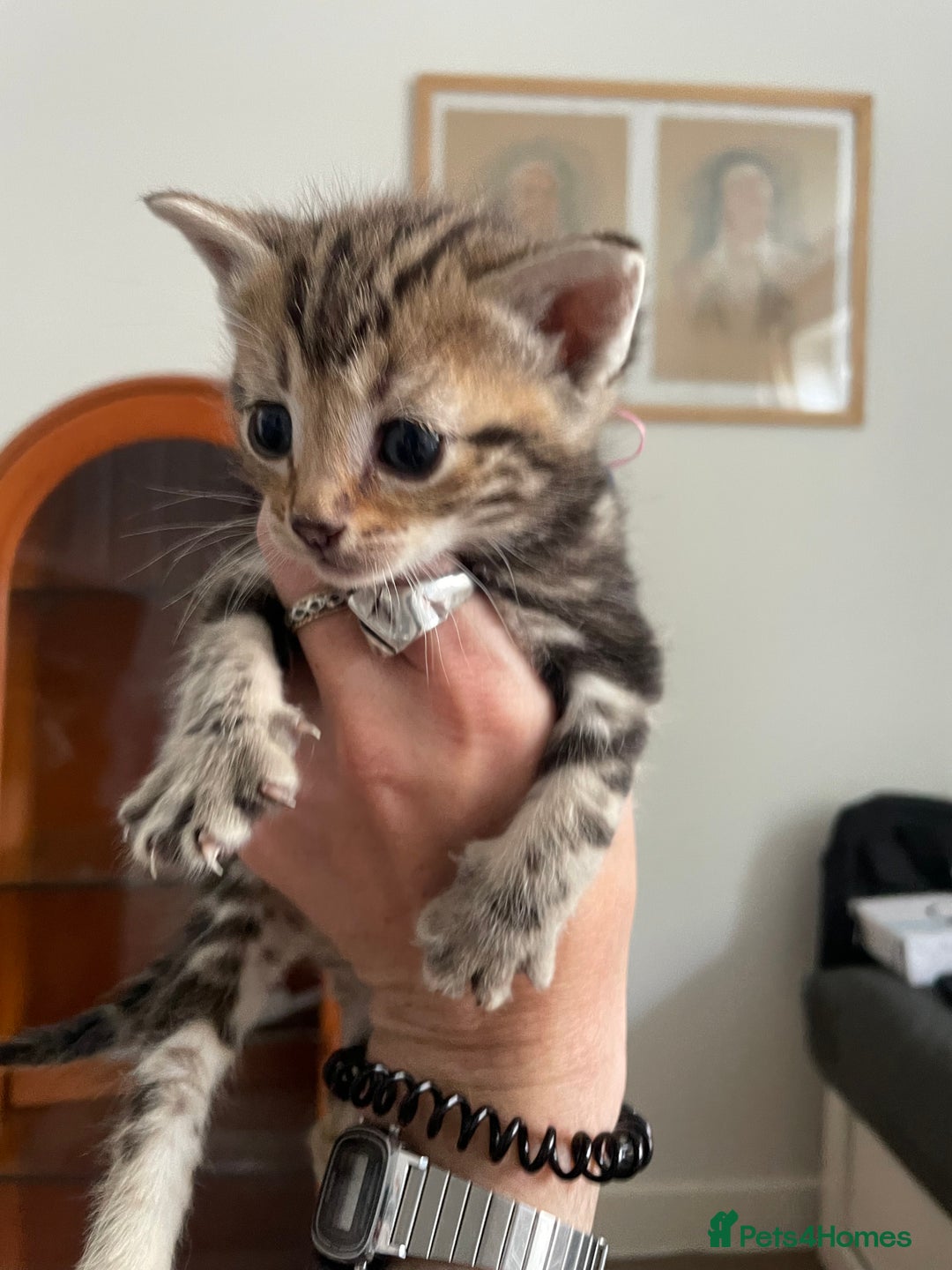 Bengal cats for sale: 9 BENGAL RAGDOLL X KITTENS - Image 19
