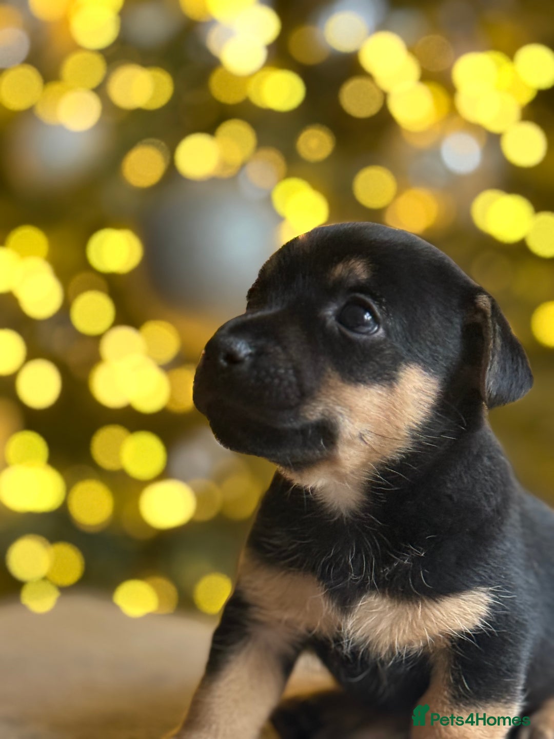 Jack Russell dogs for sale: ✨ Exceptional Miniature Jack Russell Puppies ✨ - Advert 6