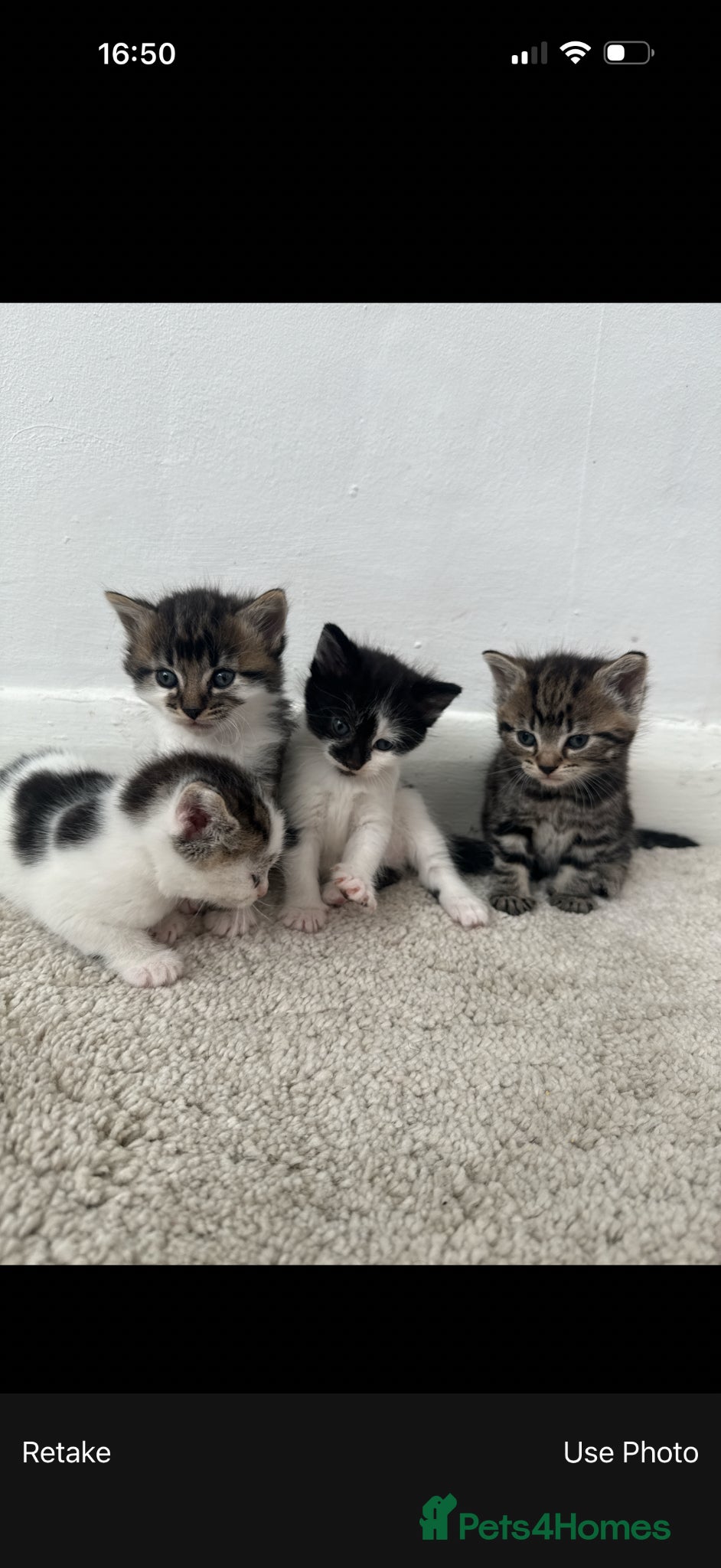British Shorthair cats 4 cute tabby kittens looking for forever homes - Advert 10
