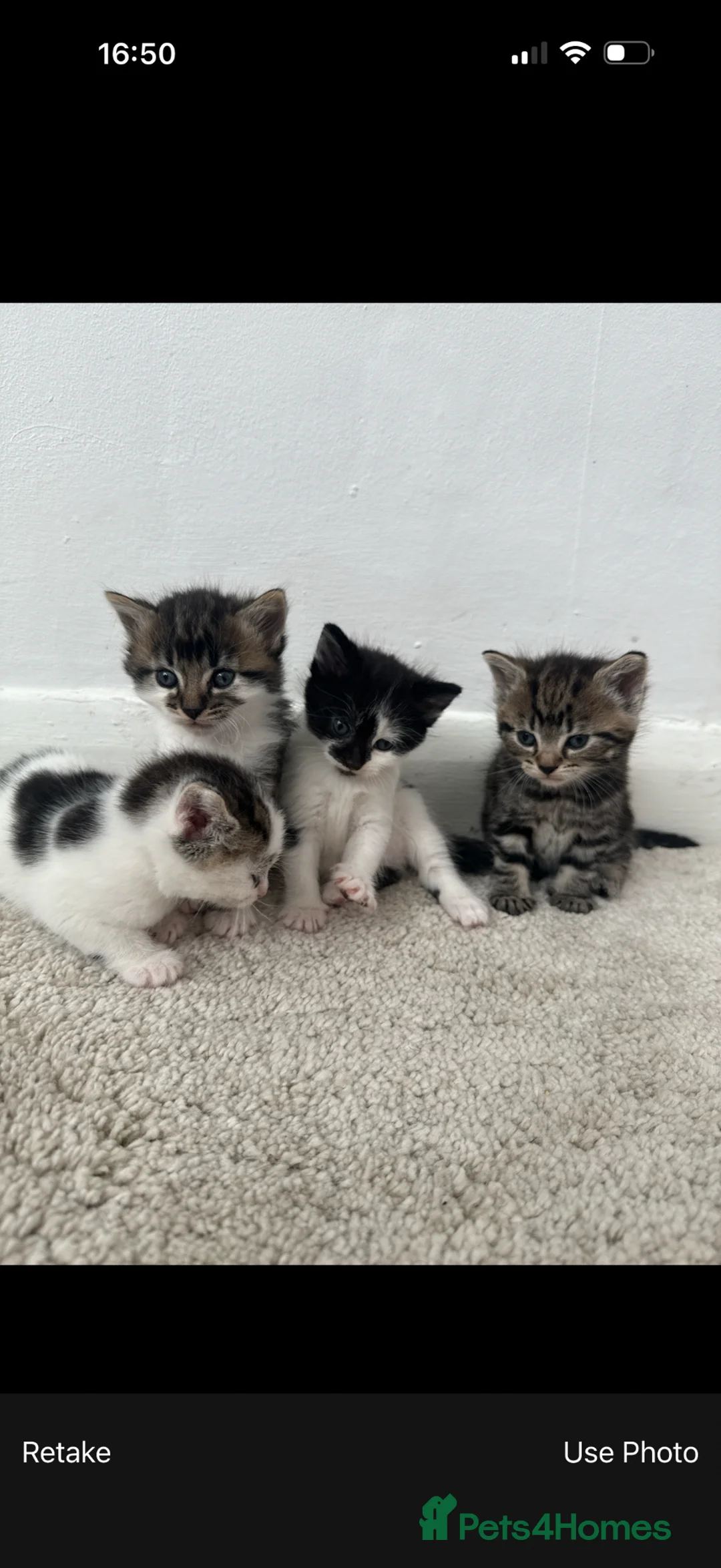 British Shorthair cats for sale: 4 cute tabby kittens looking for forever homes - Advert 1