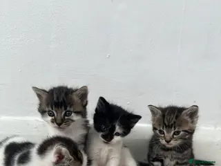 British Shorthair cats 4 cute tabby kittens looking for forever homes - Advert 2